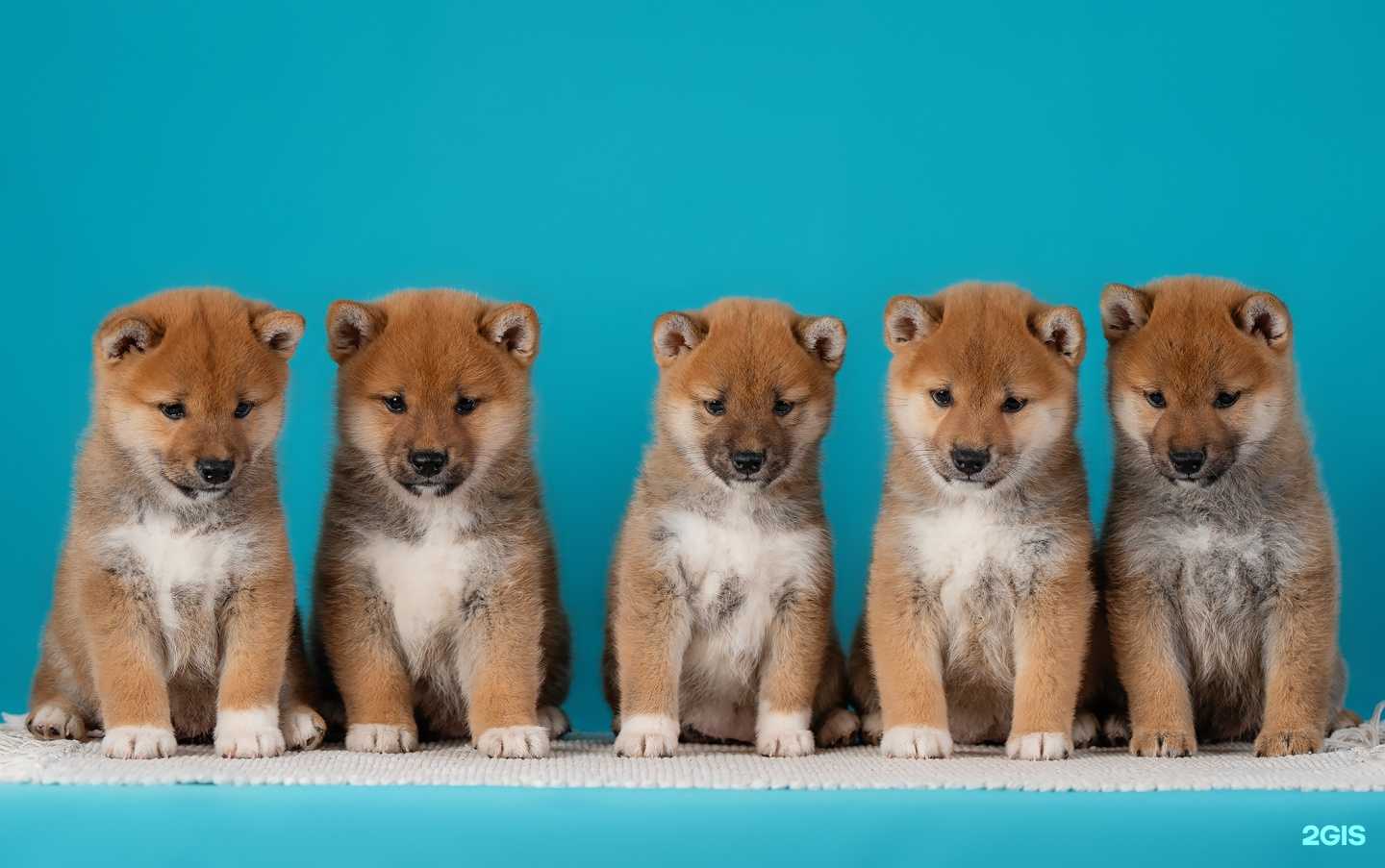 Отзывы на компанию ДогСфера в Тольятти c фото