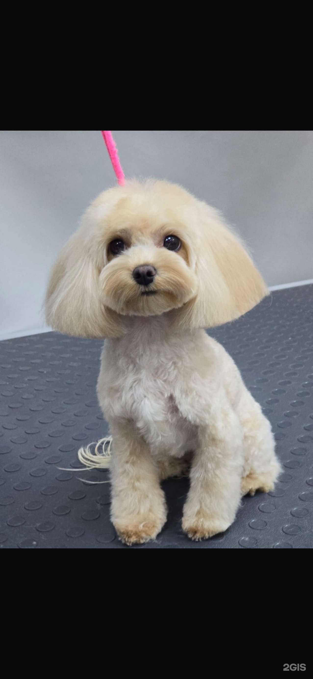 Отзывы на компанию Grooming Bro в г. Красноярск c фото