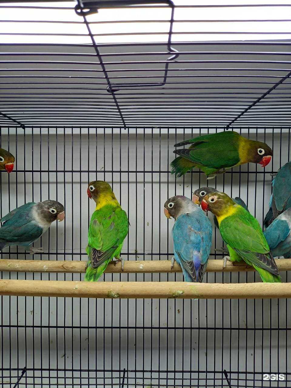 Отзывы на компанию Zoo Mix в г. Махачкала c фото