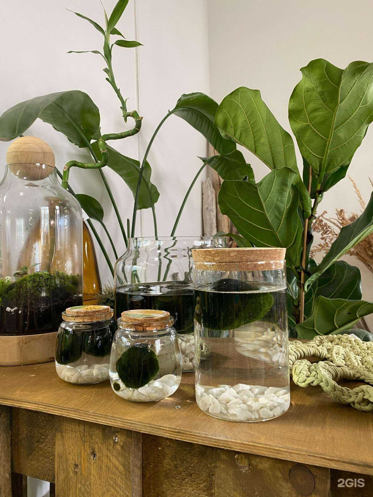 Отзывы на компанию Mangifera в Иркутске c фото