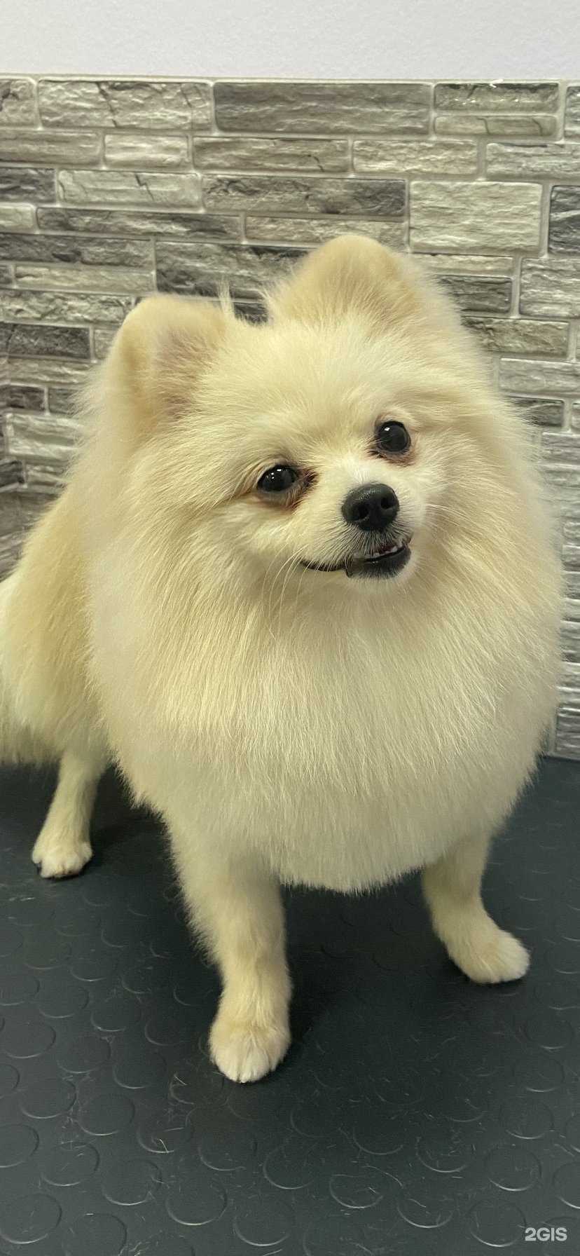 Отзывы на компанию Стиляги в Барнауле c фото