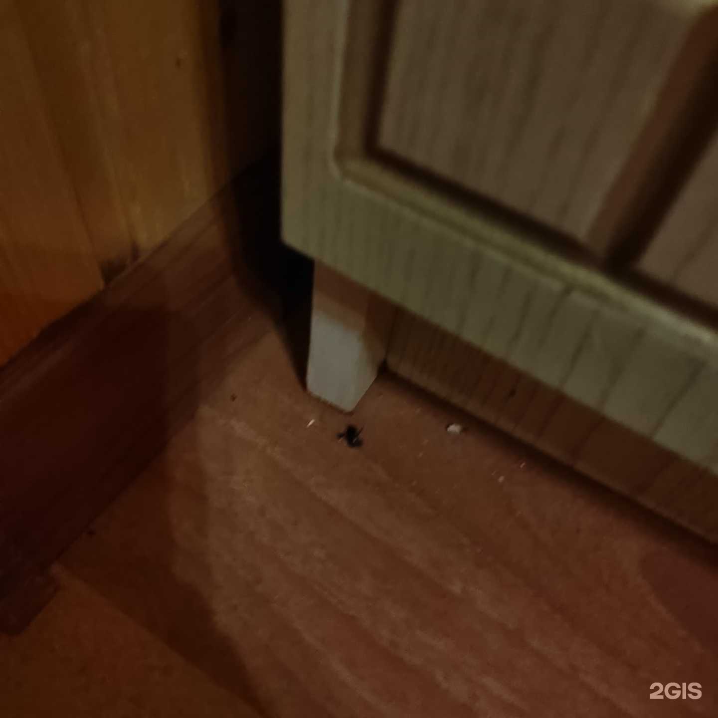 Отзывы на компанию Иола-Виола в Сочи c фото