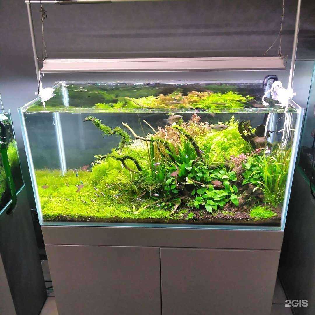 Отзывы на компанию Аквариум Эстет в Ростове-на-Дону c фото