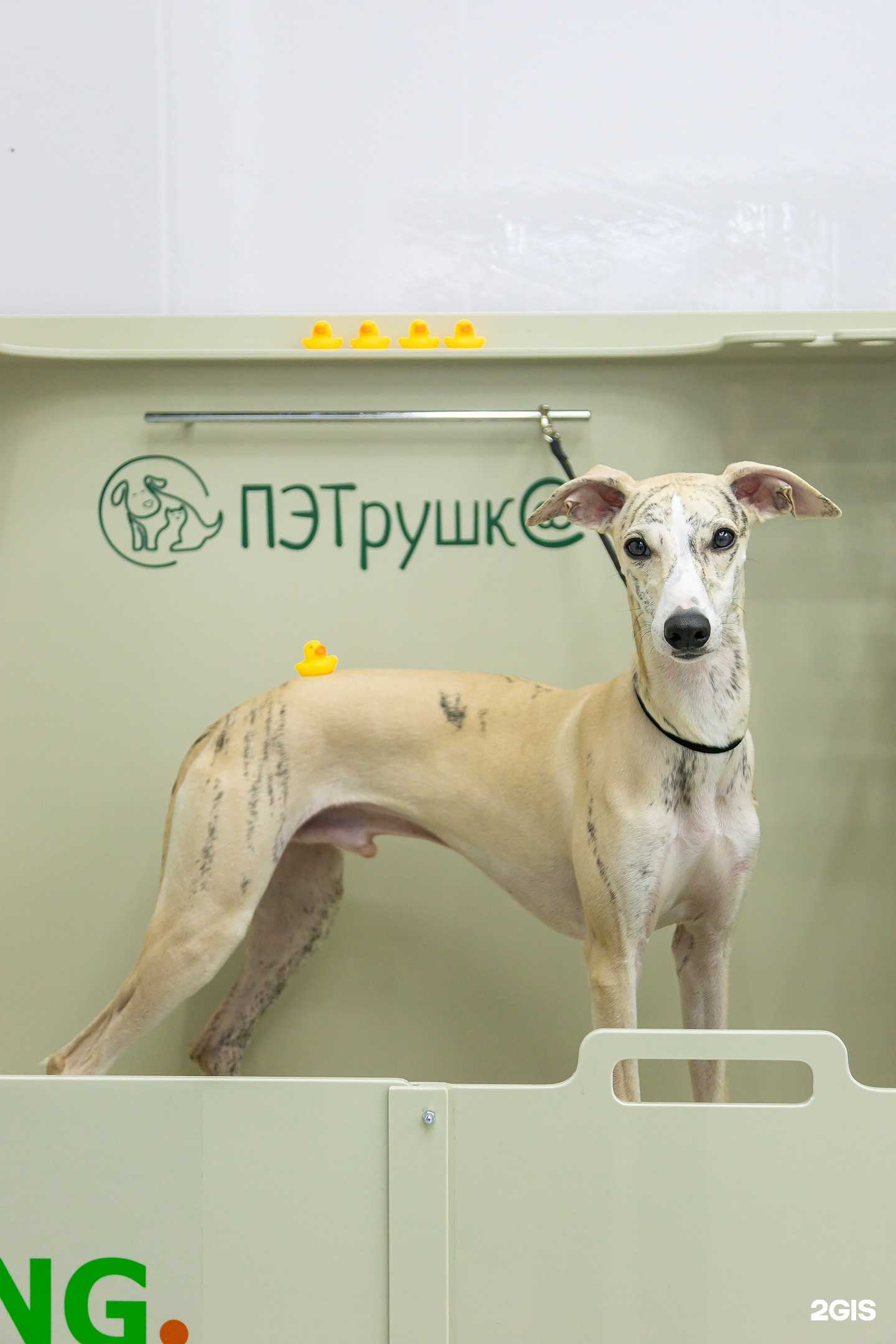 Отзывы на компанию Пэтрушк@ в Перми c фото