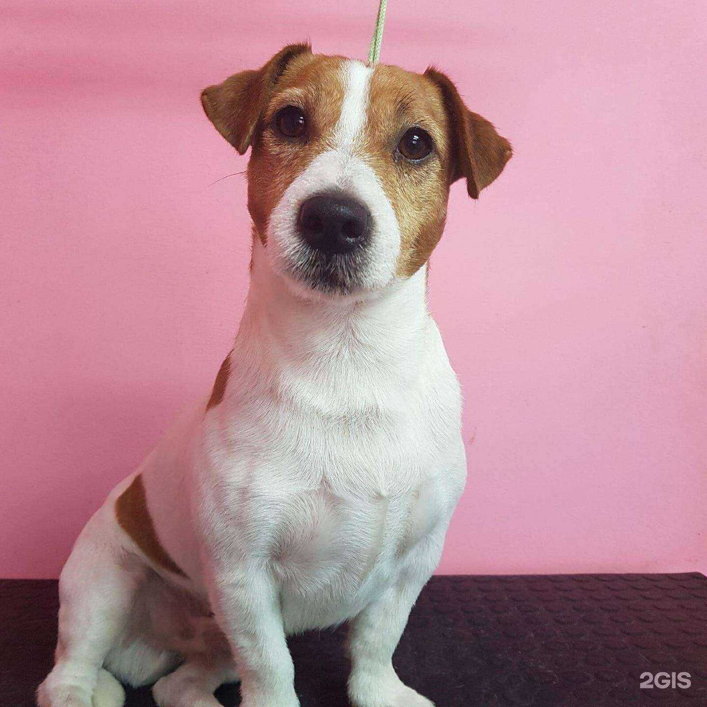 Отзывы на компанию Ледигрум в Челябинске c фото