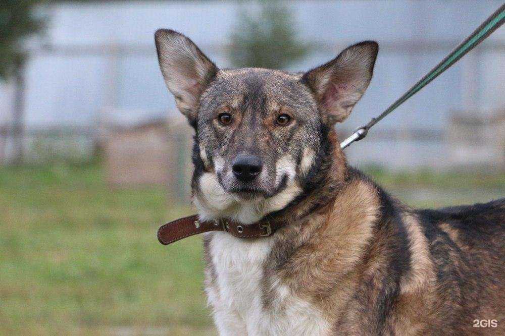 Отзывы на компанию Первоуральское городское общество защиты животных в г. Первоуральск c фото