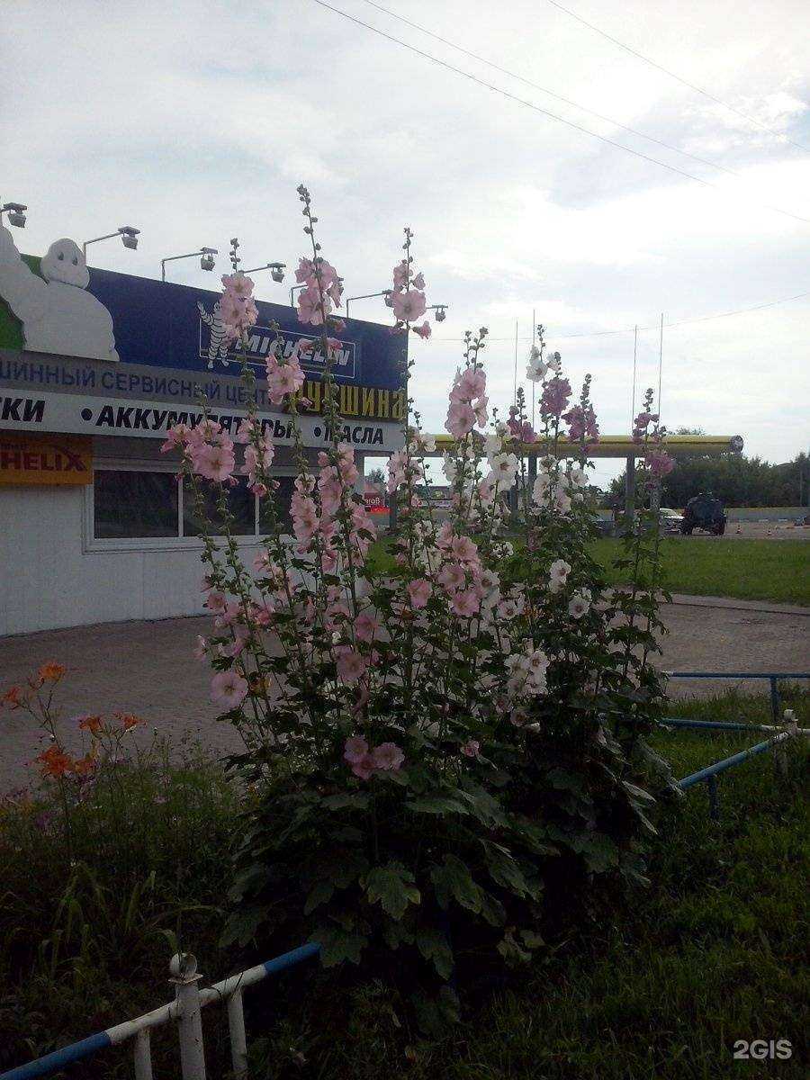 Отзывы на компанию Русшина в г. Омск c фото