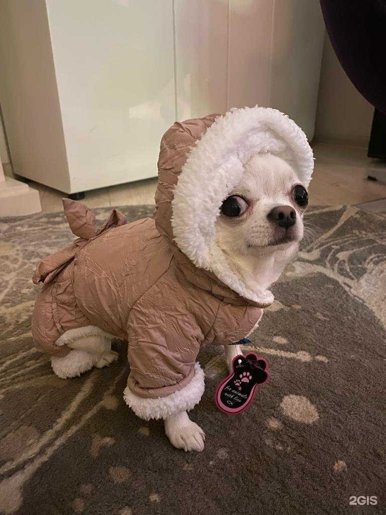 Отзывы на компанию Пушистик в г. Одинцово c фото