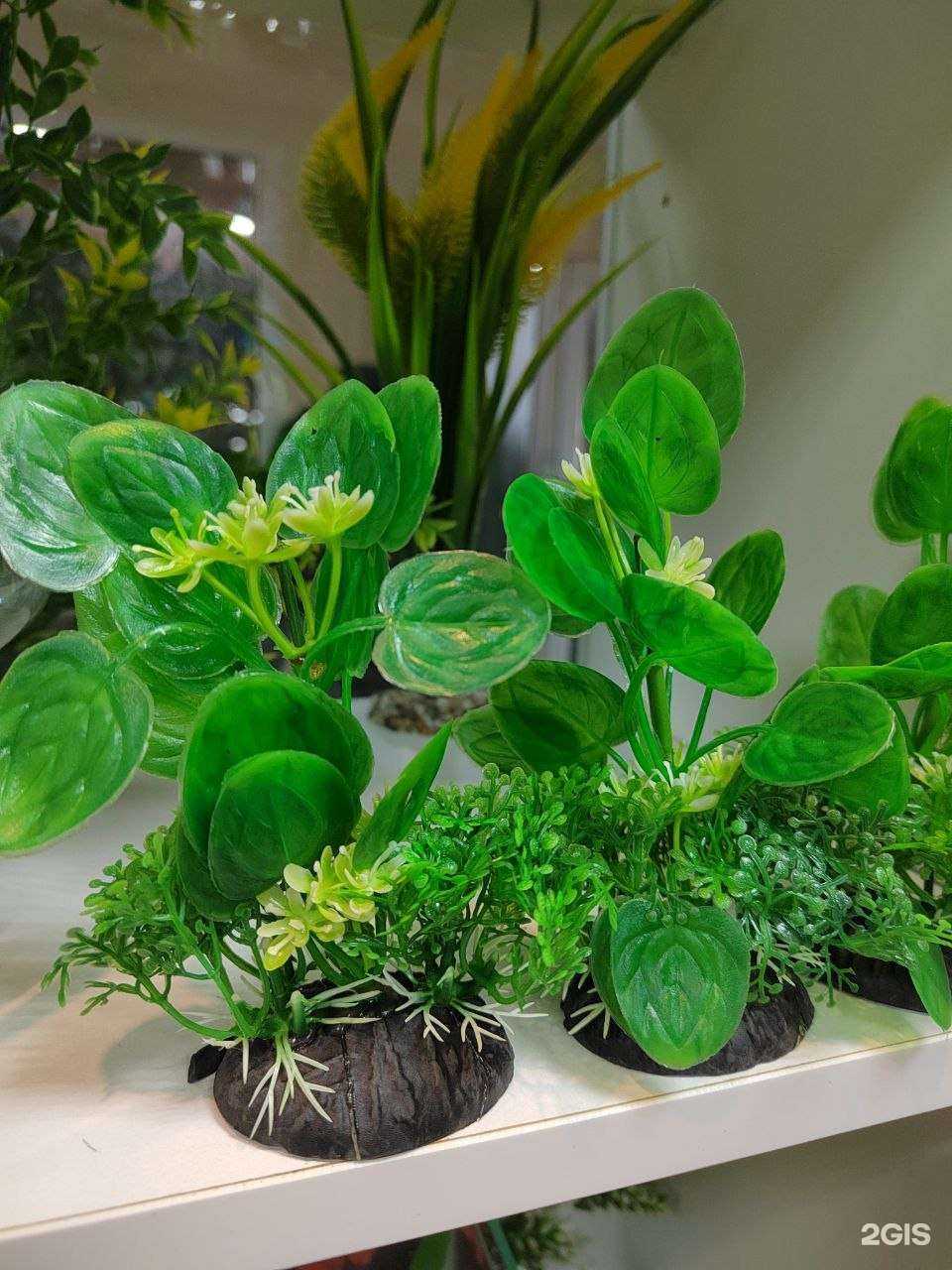 Отзывы на компанию КоргиДэй в Калининграде c фото