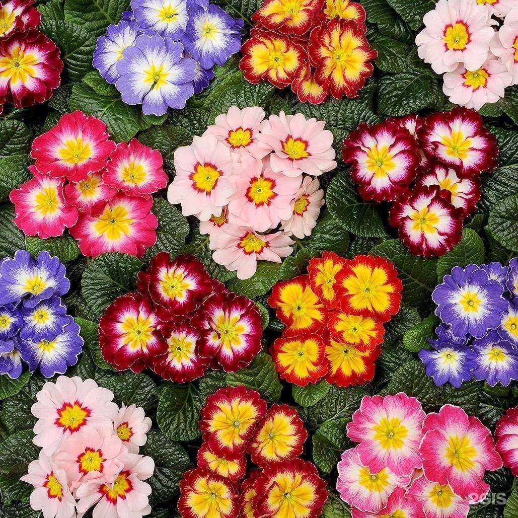 Отзывы на компанию Domenika Flowers в Краснодаре c фото