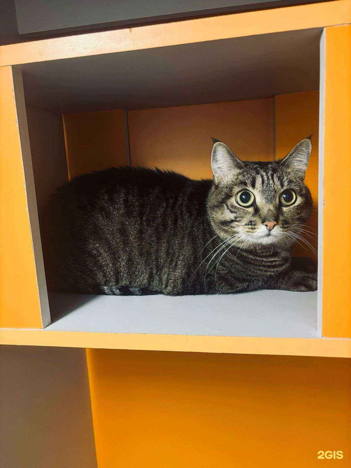 Отзывы на компанию Зоосутки в г. Краснодар c фото