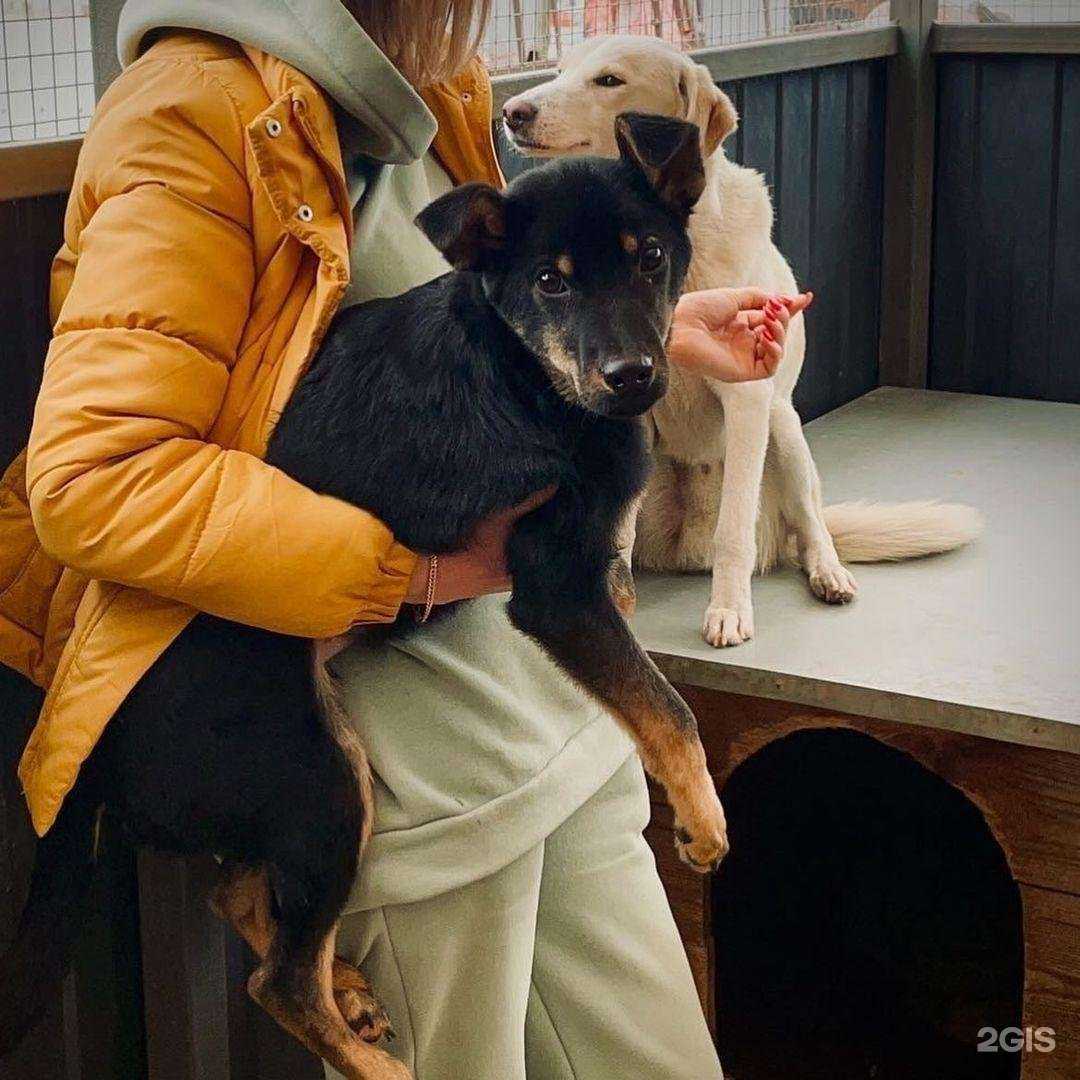 Отзывы на компанию Краснодог в г. Краснодар c фото