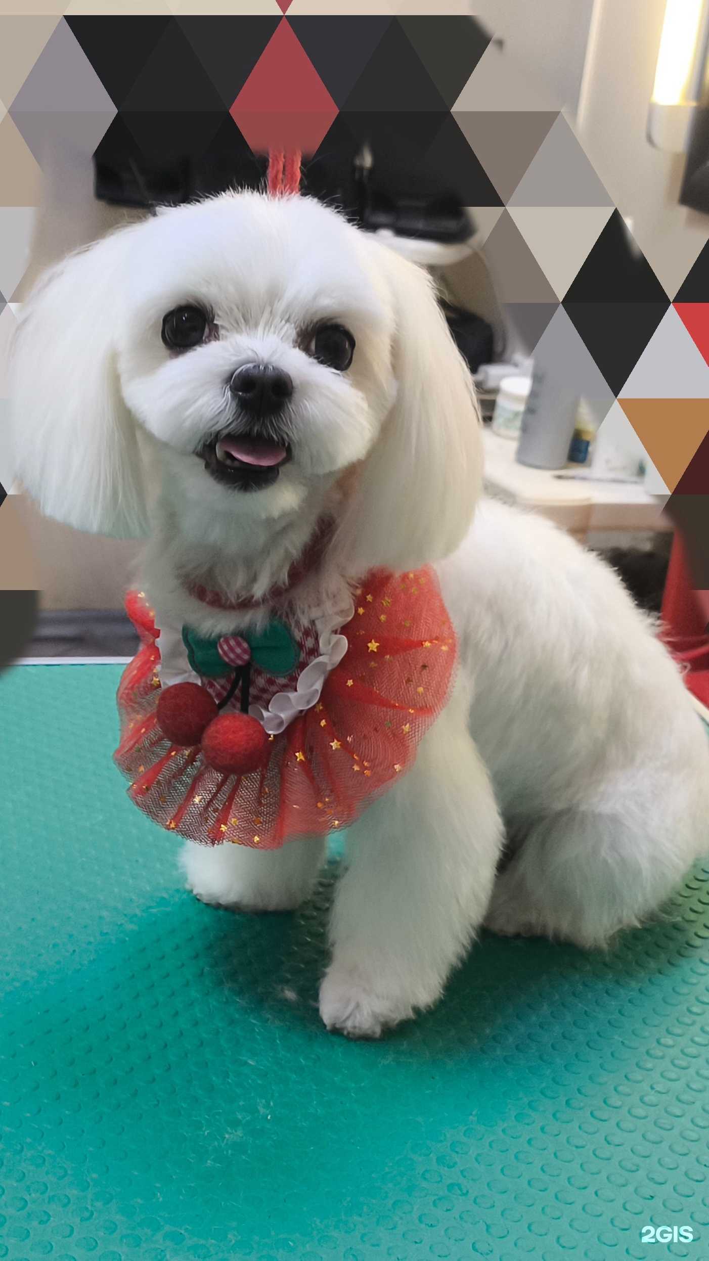 Отзывы на компанию ЗооСтиль  в г. Самара c фото