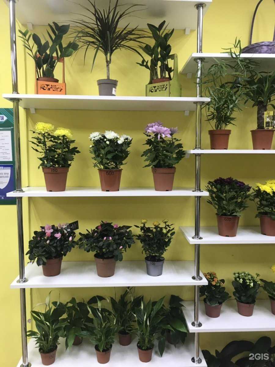 Отзывы на компанию Нарцисс в Шелехове c фото