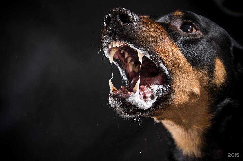 Отзывы на компанию Ветеринарный кабинет в г. Тула c фото