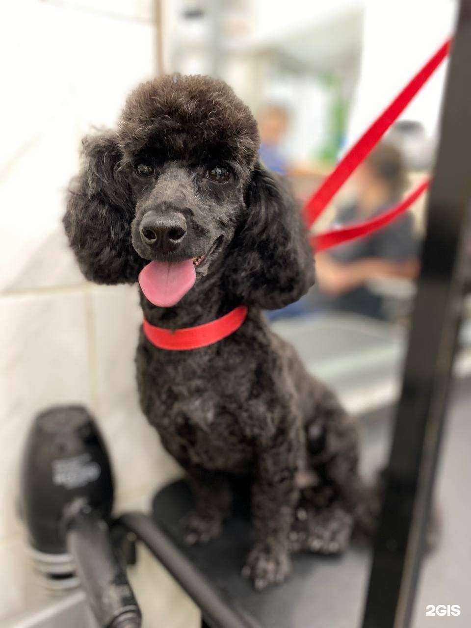 Отзывы на компанию Четыре с хвостиком в г. Абакан c фото