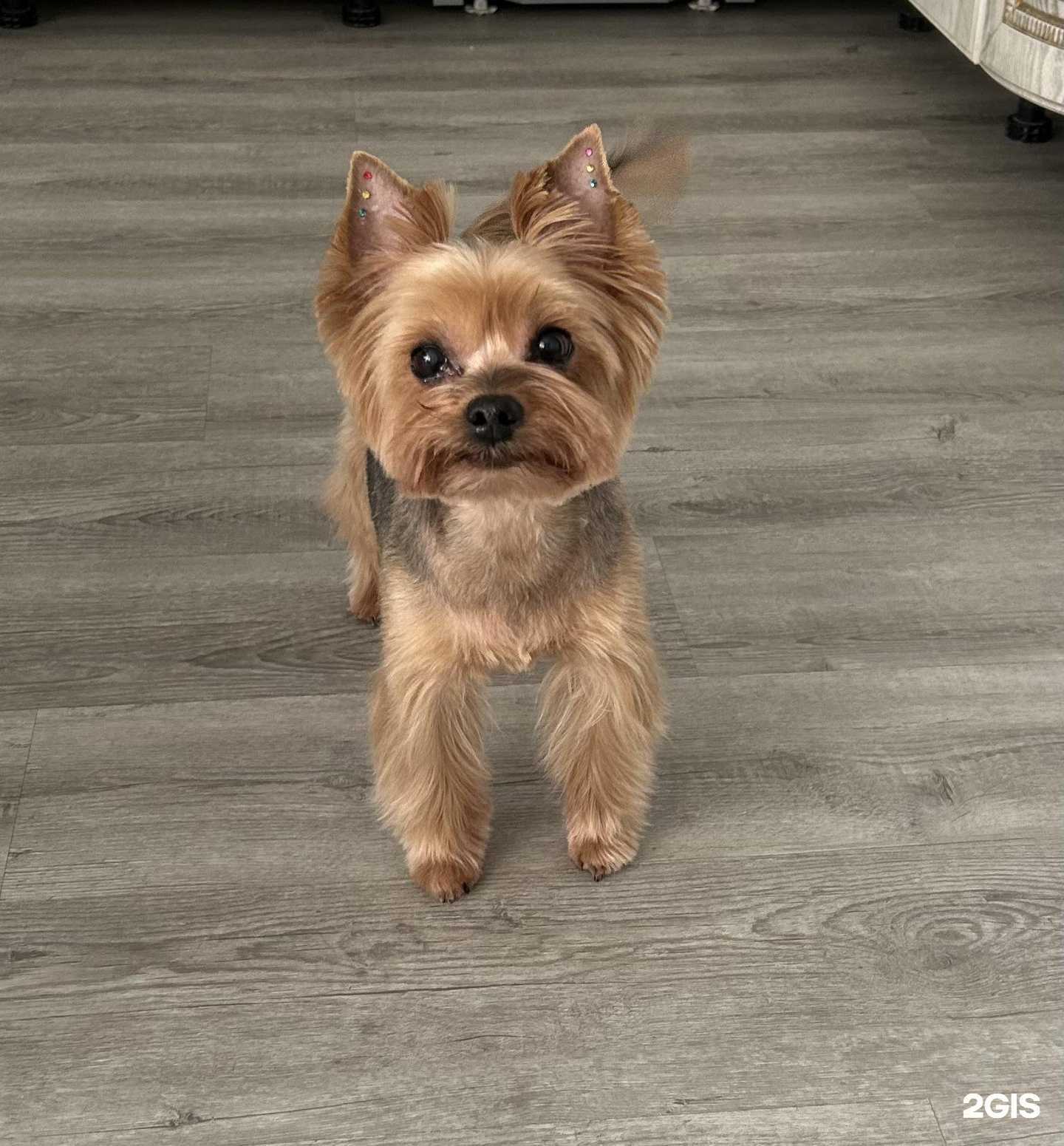 Отзывы на компанию Хвостатый модник в Тюмени c фото