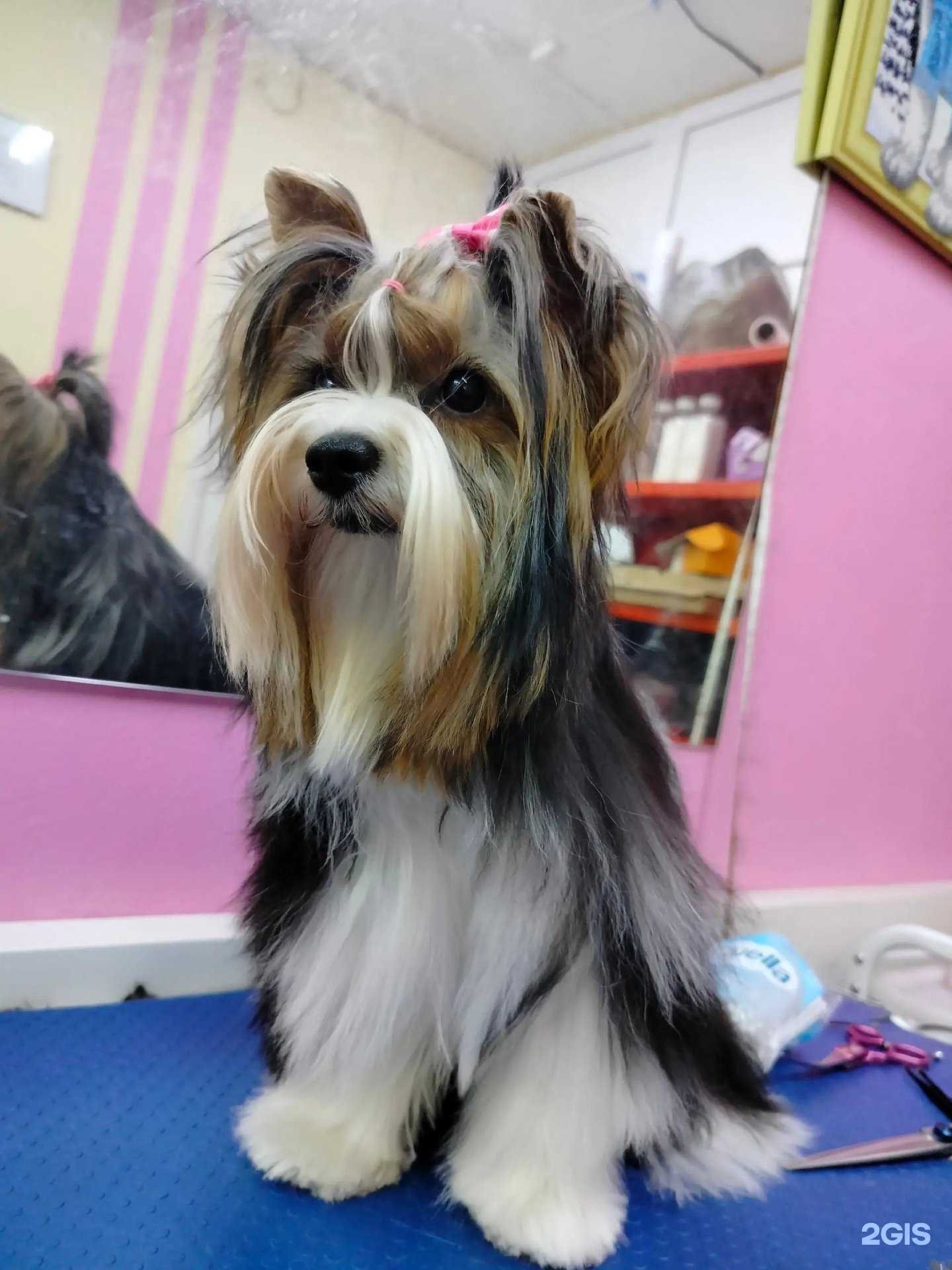 Отзывы на компанию Зоопарикмахерская в г. Тюмень c фото