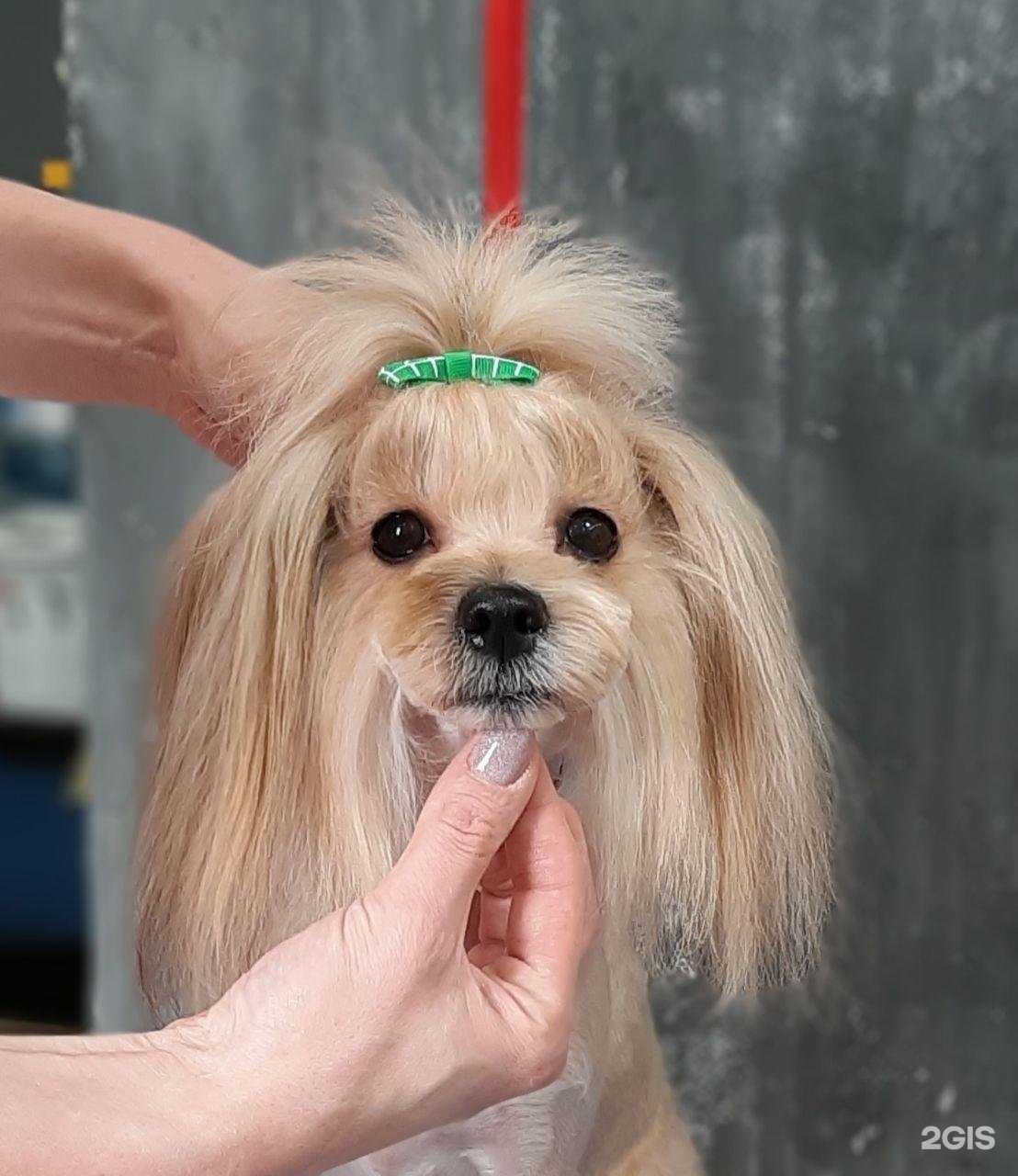 Отзывы на компанию Groomerpet в Электростали c фото