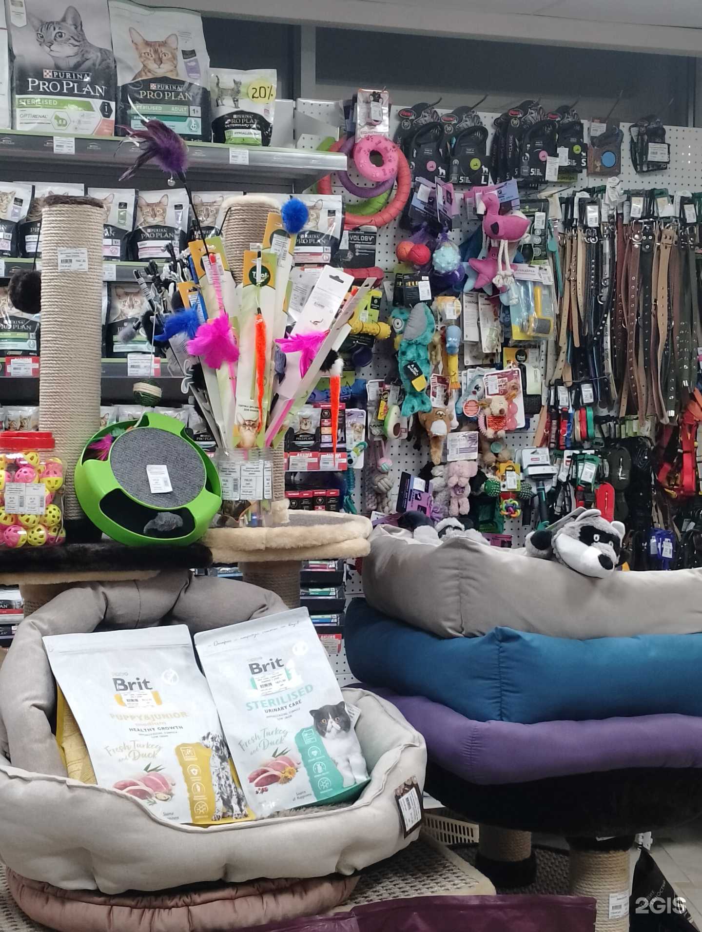 Отзывы на компанию Четыре лапы в г. Красноярск c фото