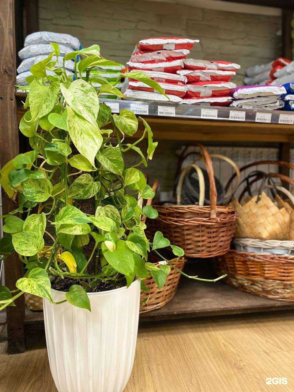 Отзывы на компанию Роза в г. Великий Новгород c фото