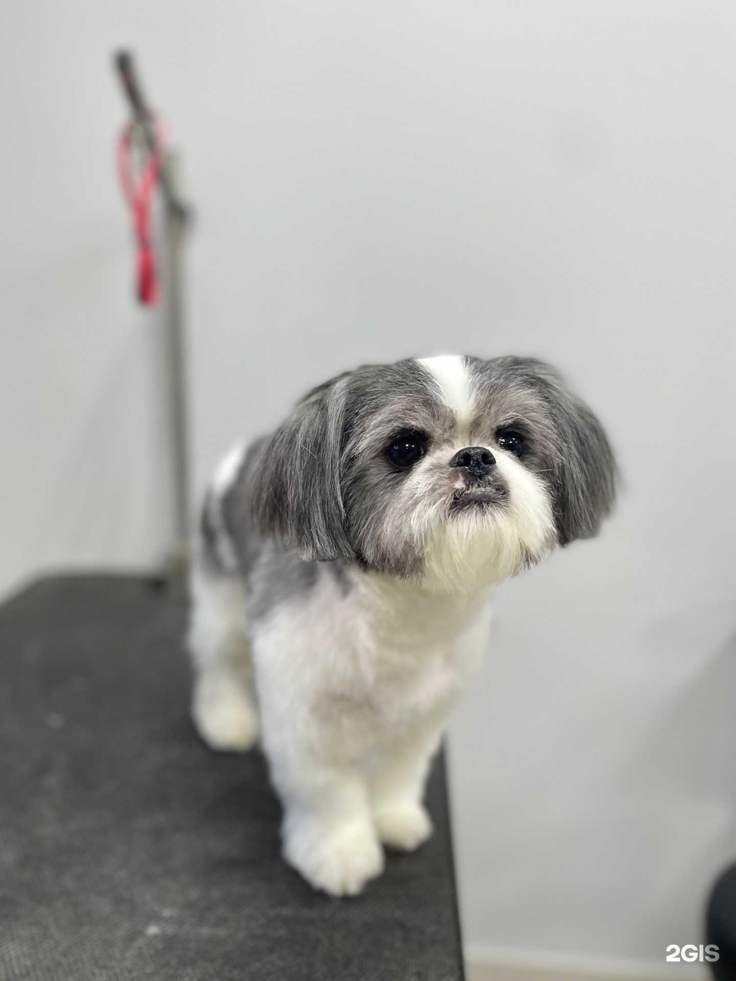 Отзывы на компанию Зверополис в г. Киров c фото