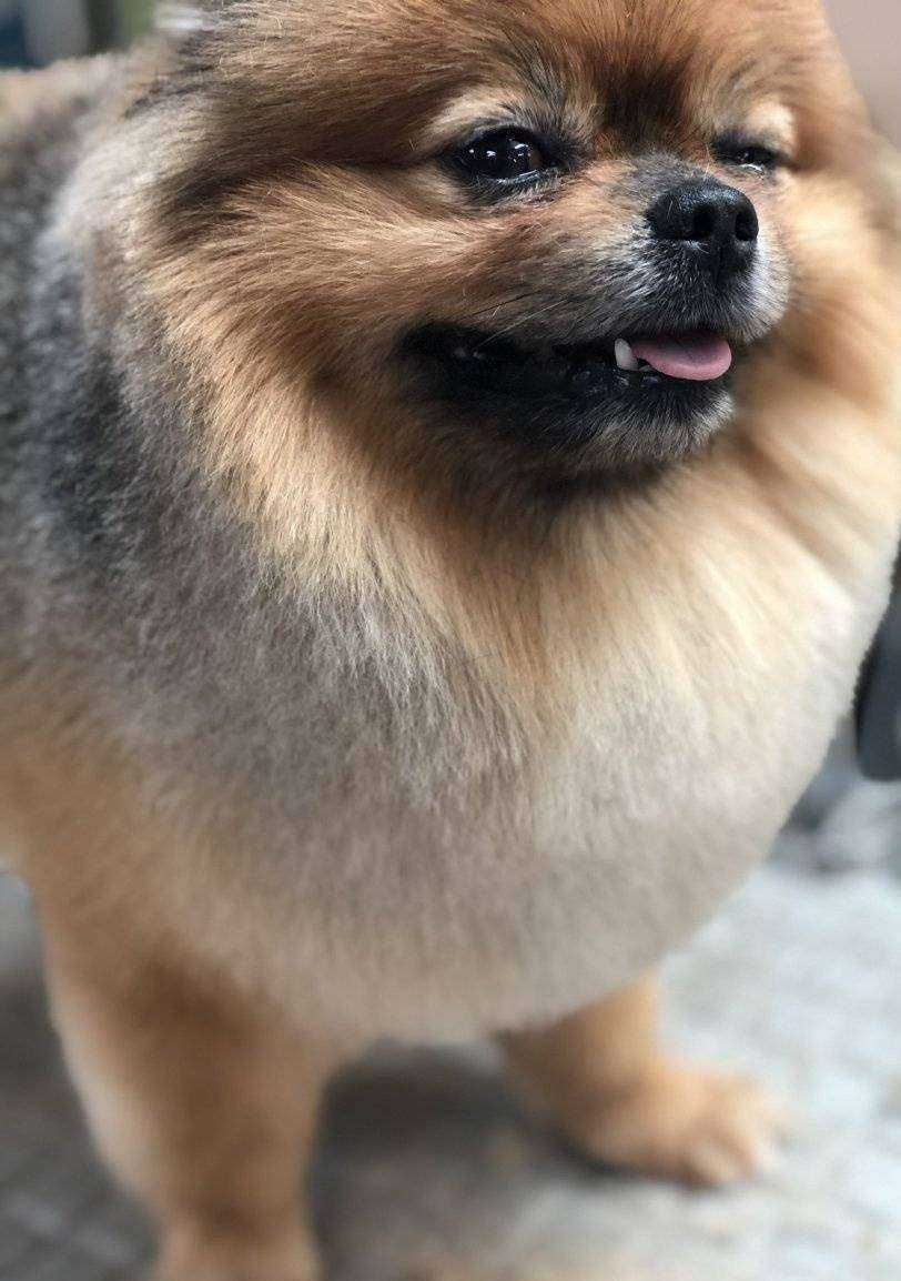 Отзывы на компанию Little doggy в Воронеже c фото