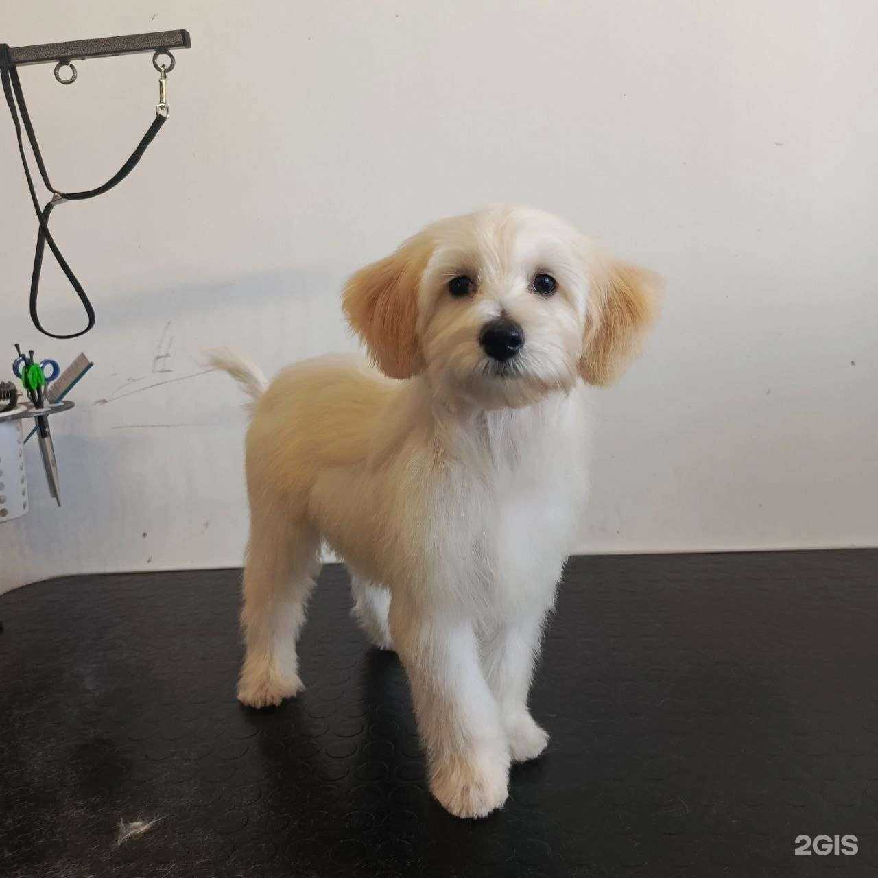 Отзывы на компанию Лакки в г. Липецк c фото