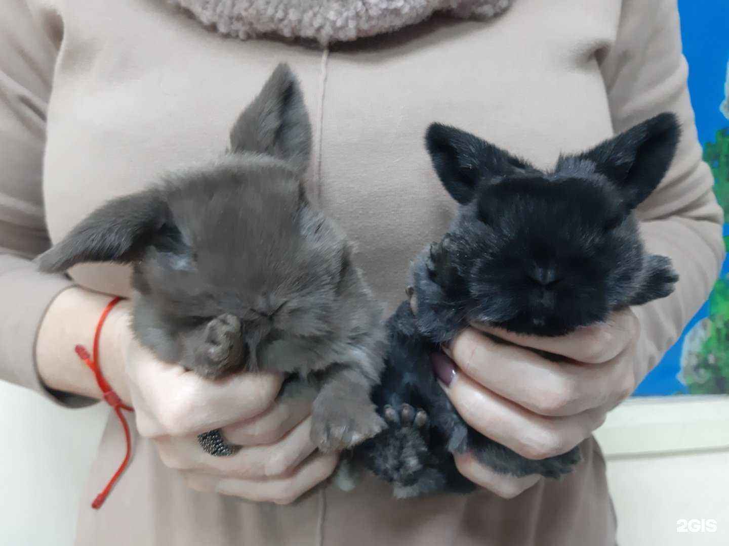 Отзывы на компанию Cats Paradise в Челябинске c фото