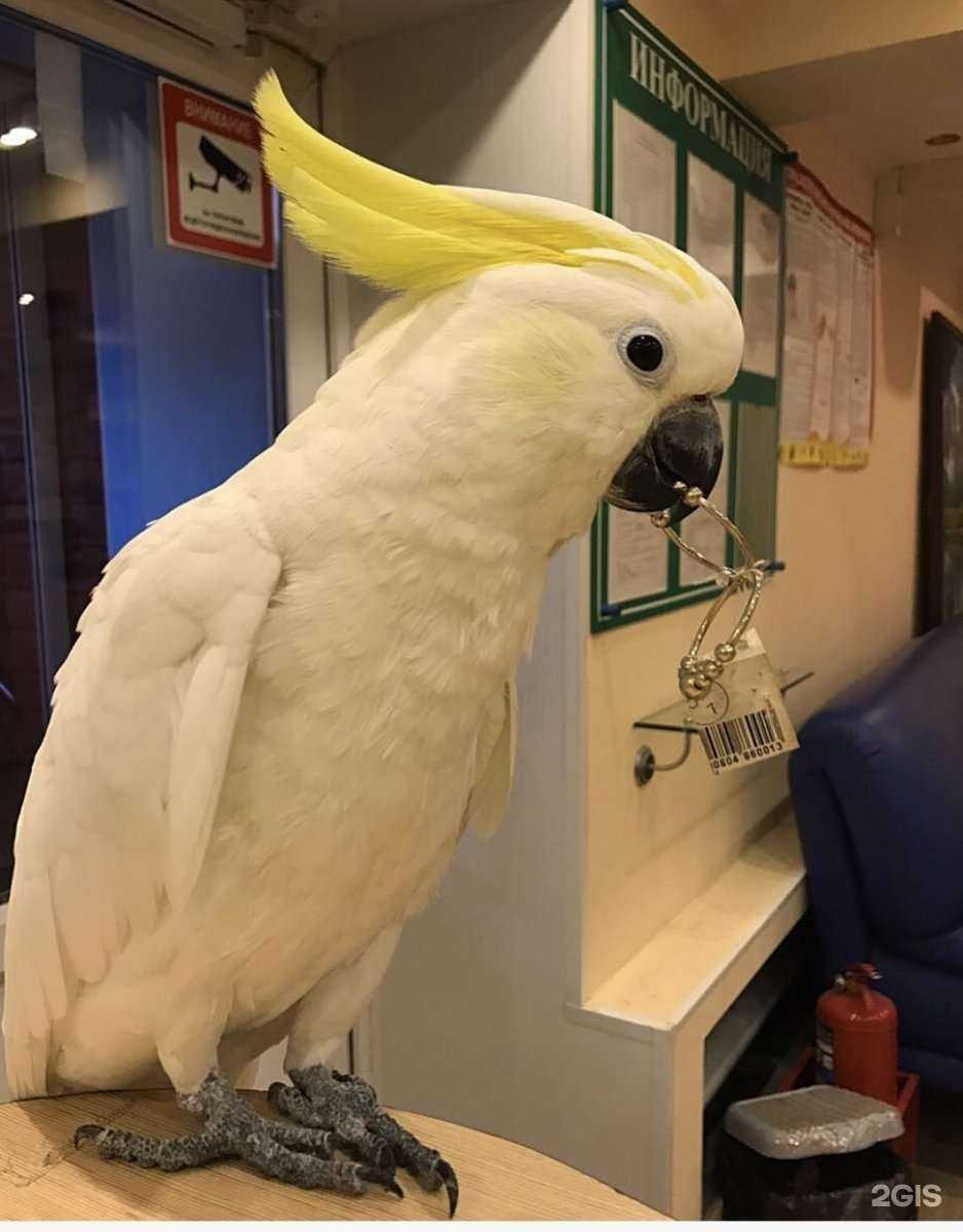 Отзывы на компанию Alexandra jewelry в Омске c фото