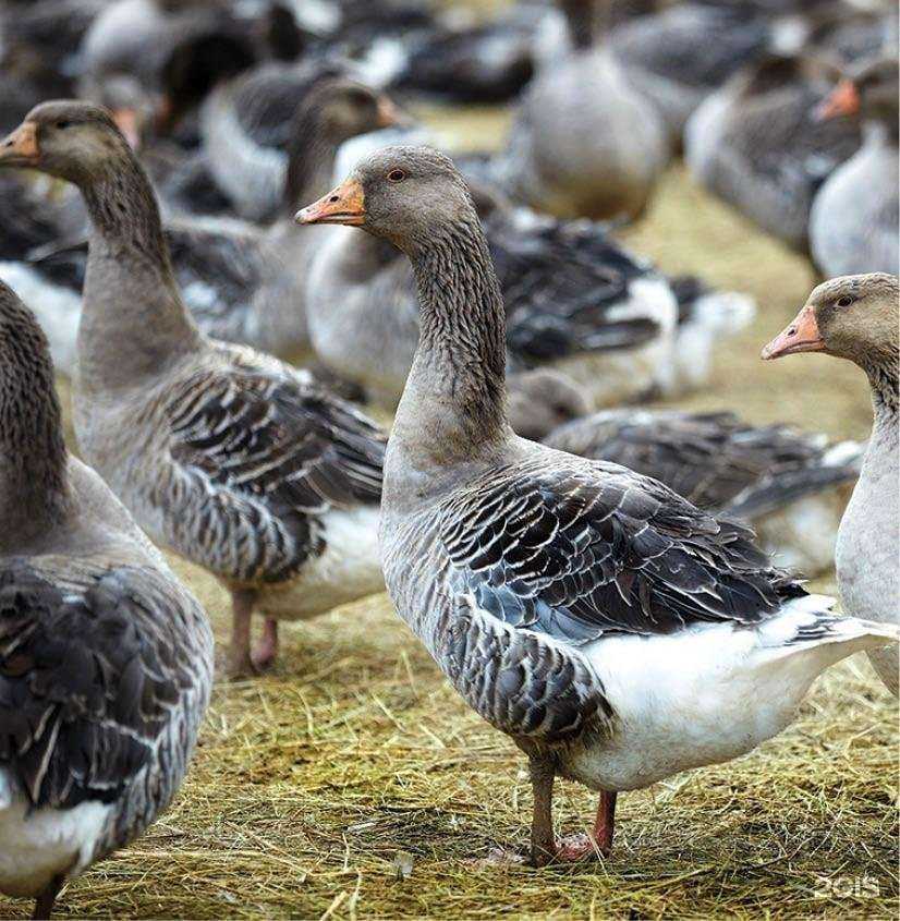 Отзывы на компанию Махалов в г. Курган c фото