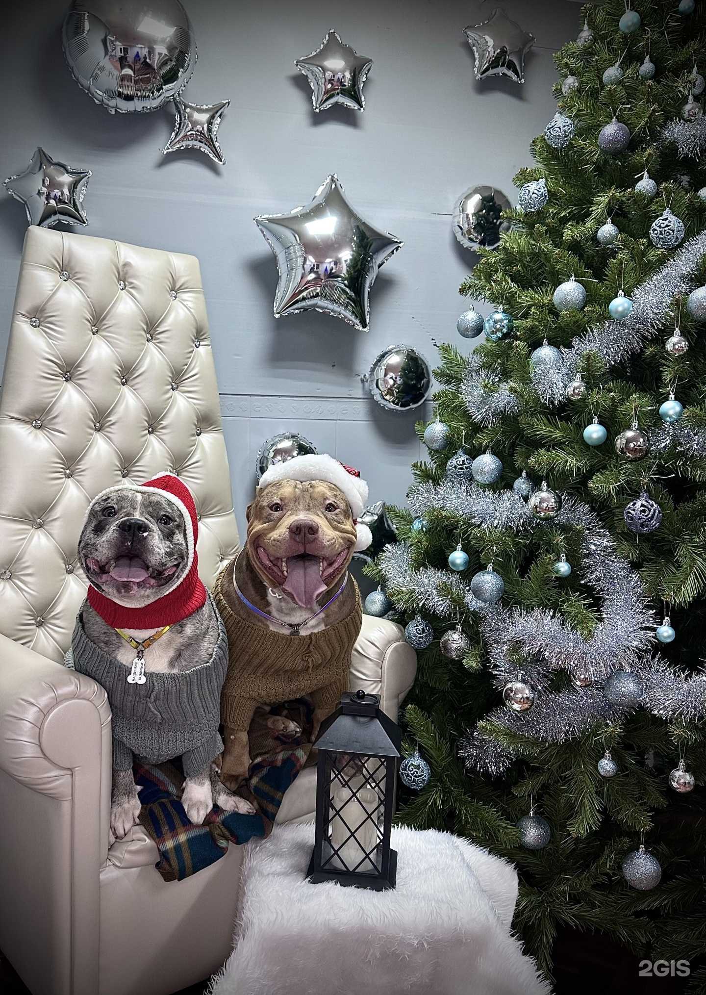 Отзывы на компанию Zooмама в г. Петропавловск-Камчатский c фото