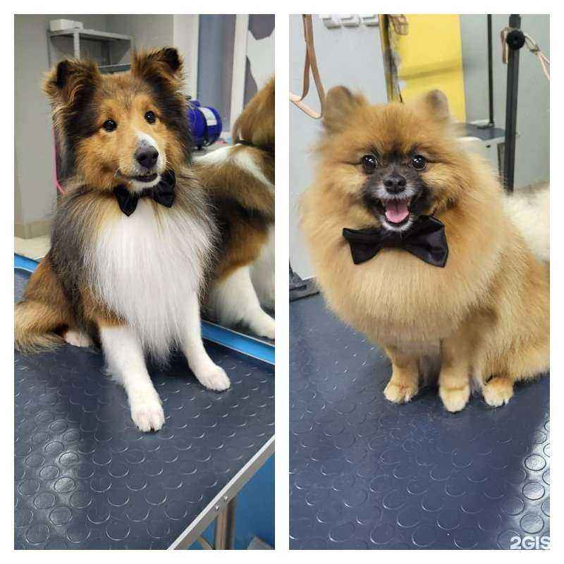 Отзывы на компанию Пижон в г. Новый Уренгой c фото