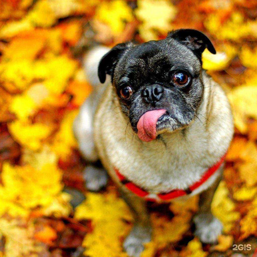 Отзывы на компанию Парикмахерская для собак и кошек в г. Улан-Удэ c фото