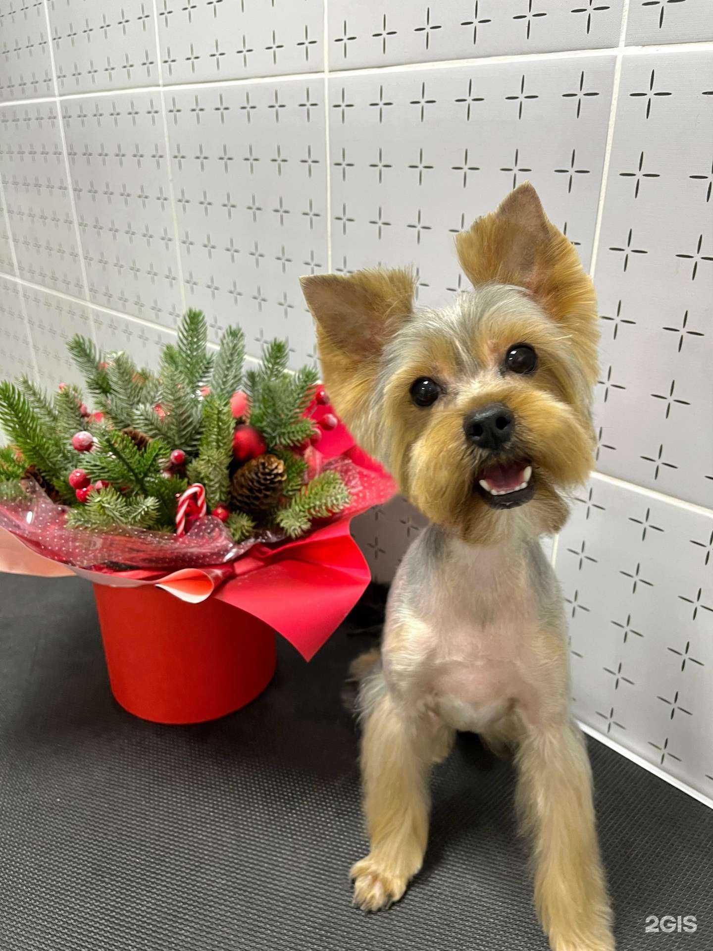 Отзывы на компанию 101 далматинец в Самаре c фото