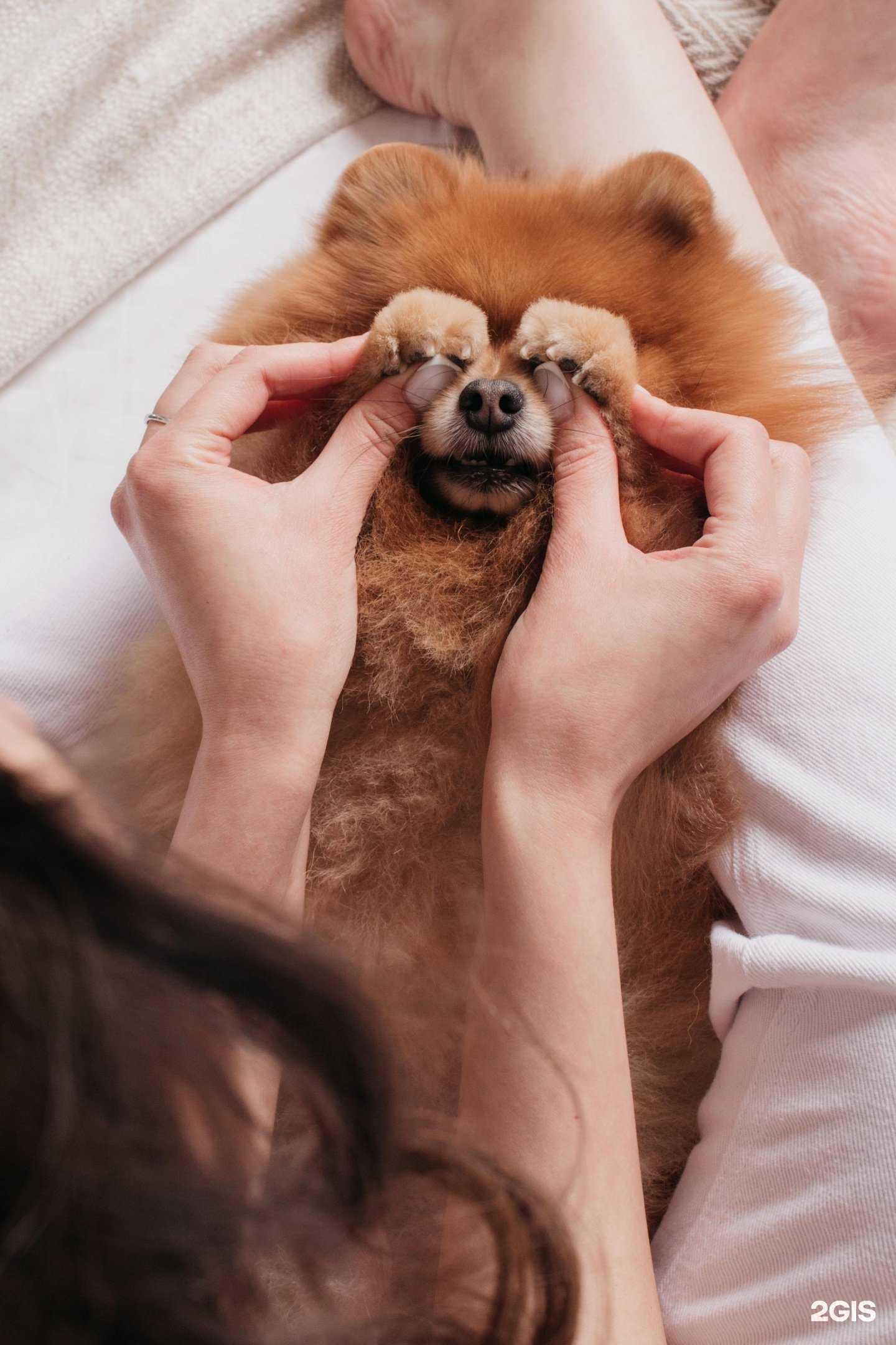 Отзывы на компанию Groomer Club в г. Тула c фото