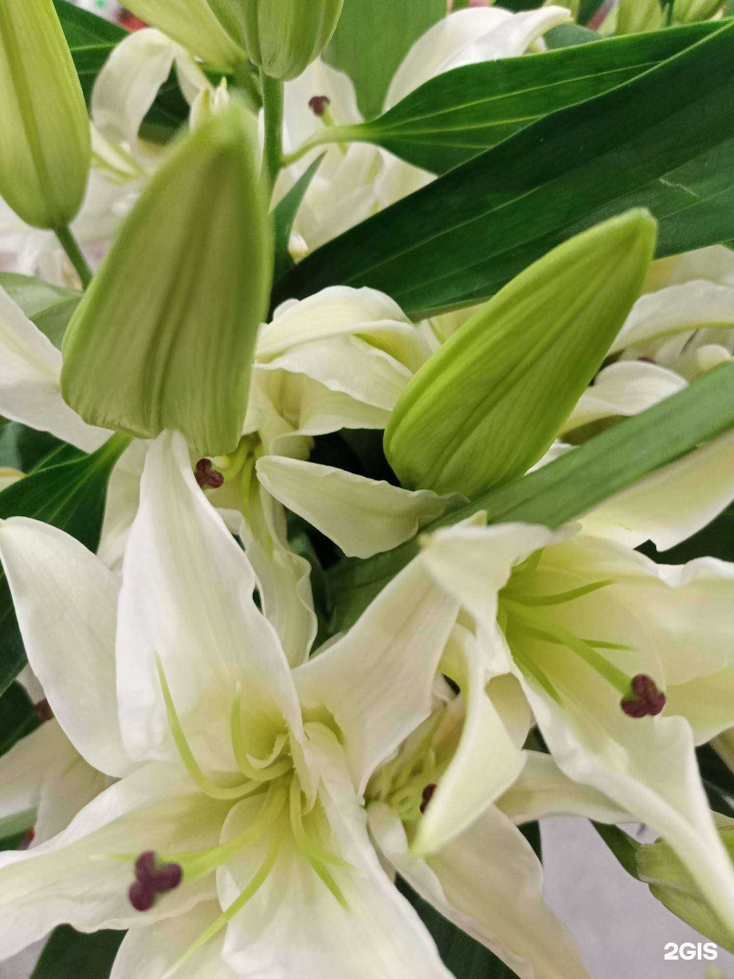 Отзывы на компанию Розалия в Томске c фото