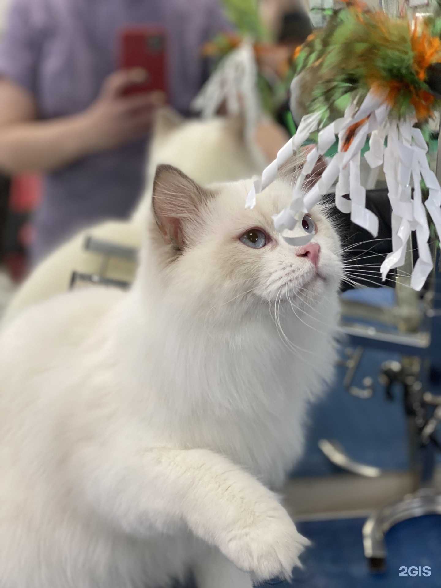 Отзывы на компанию Crazy Groom в г. Якутск c фото