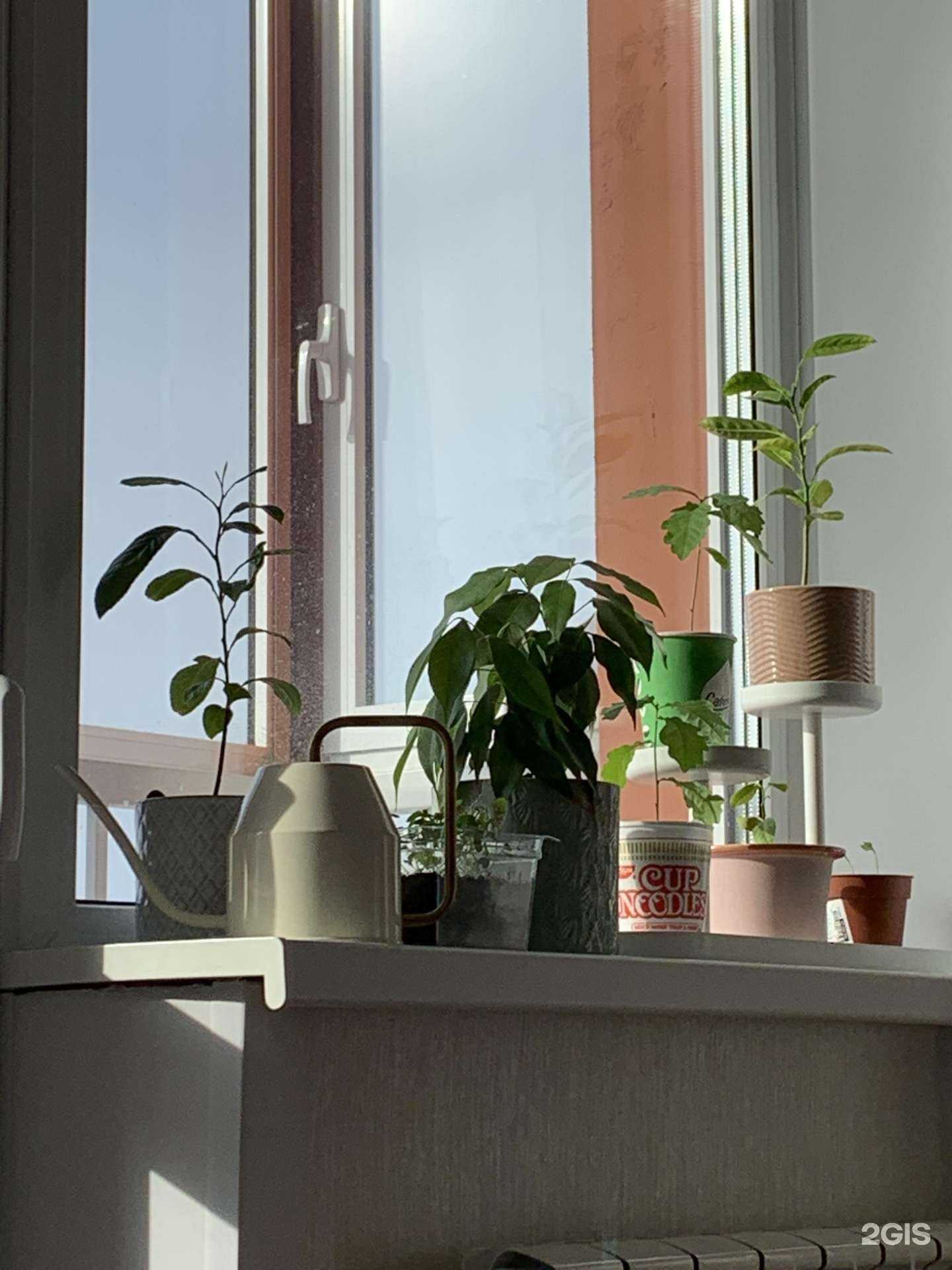 Отзывы на компанию Сибирский сад в Новосибирске c фото