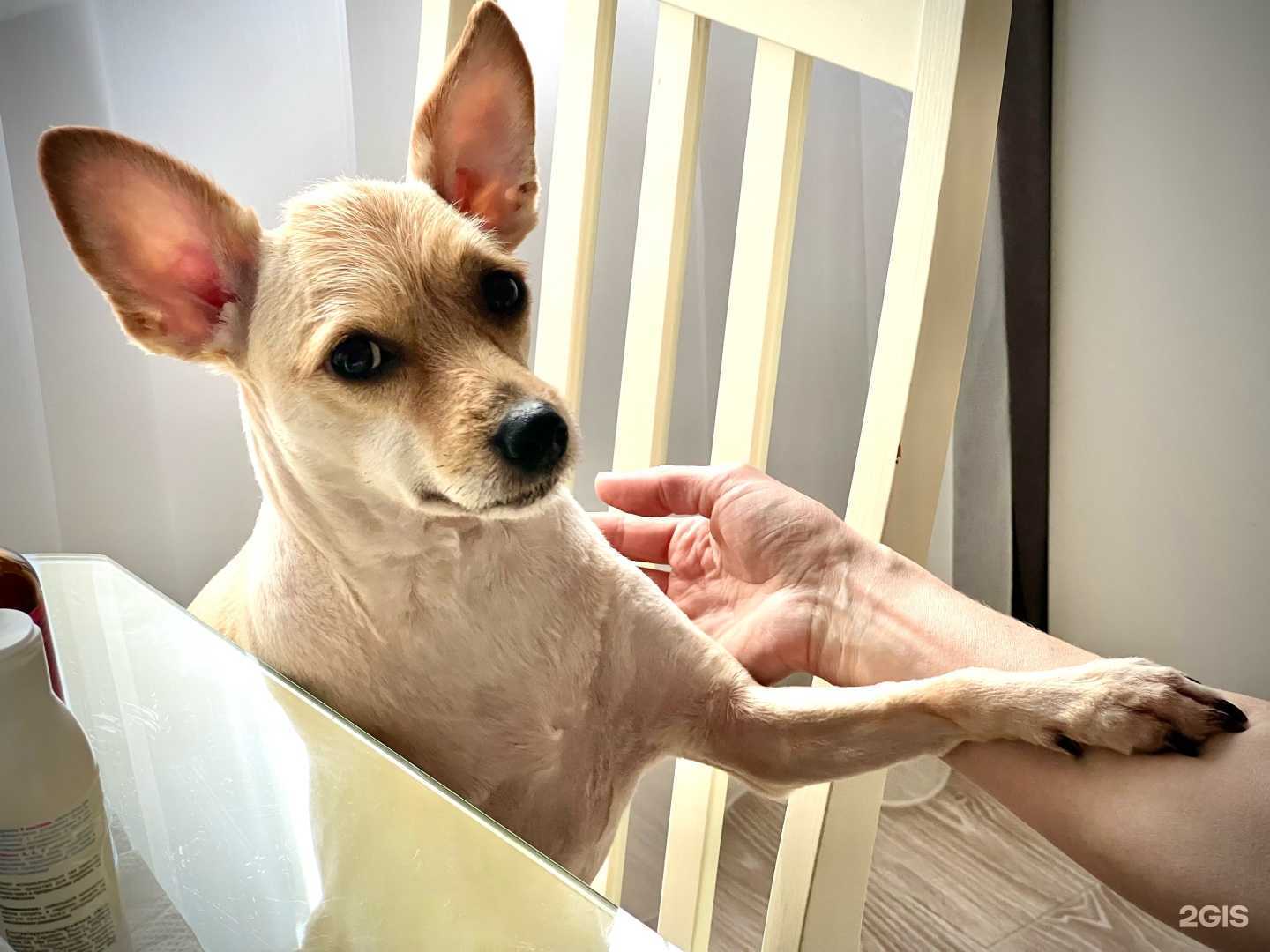 Отзывы на компанию Белый пудель в Челябинске c фото