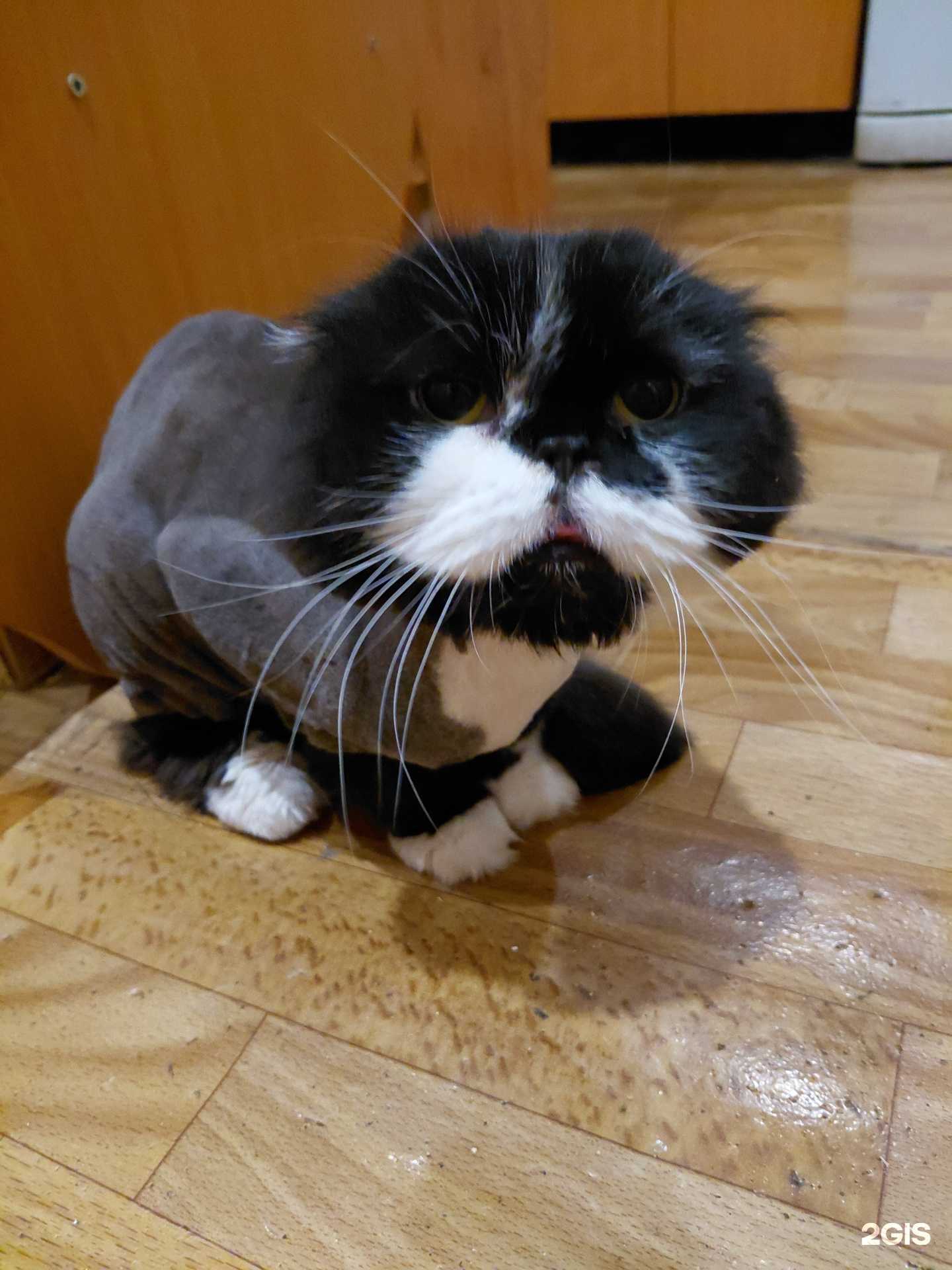 Отзывы на компанию Кот&Барбос в Красноярске c фото