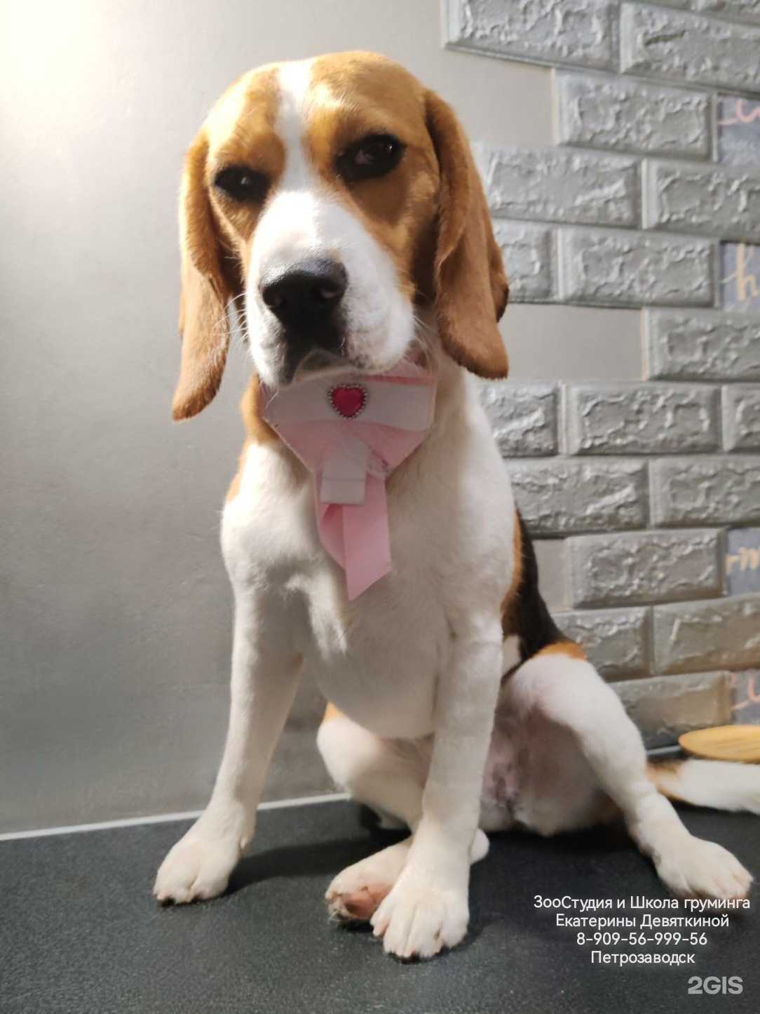 Отзывы на компанию Студия 9 в Петрозаводске c фото