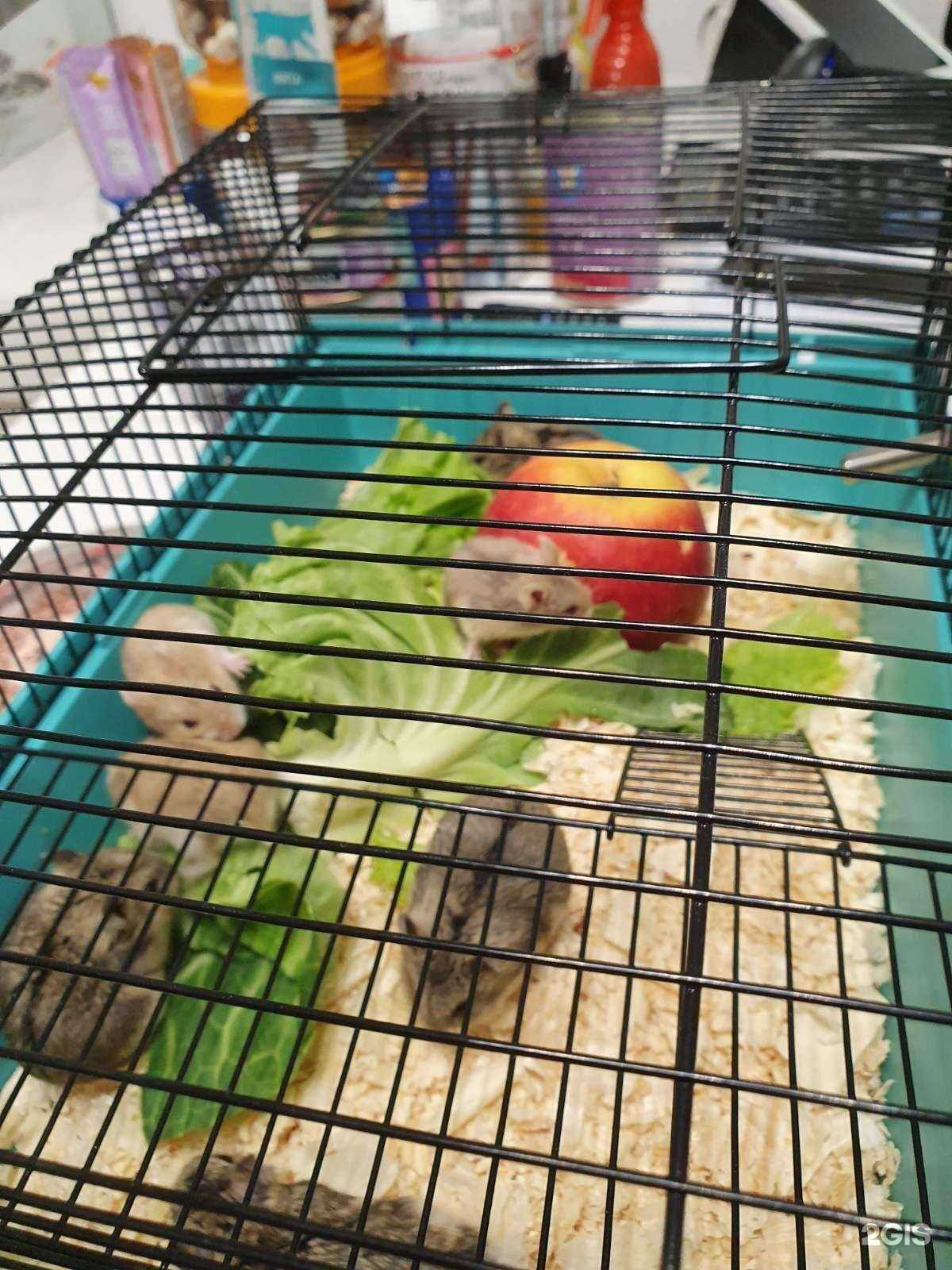 Отзывы на компанию Люся & Буся в г. Пермь c фото