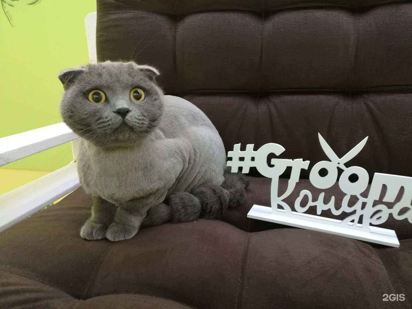 Отзывы на компанию Groom конура в Новосибирске c фото