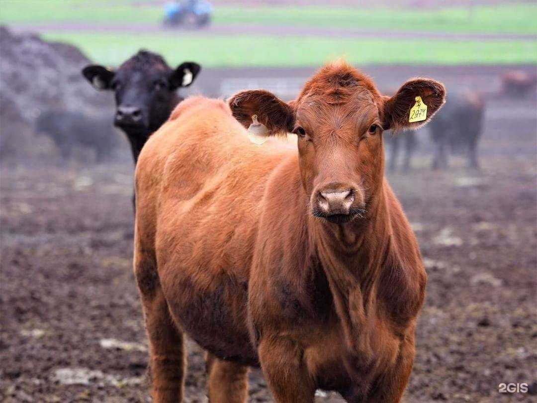 Отзывы на компанию Заречное в Воронеже c фото