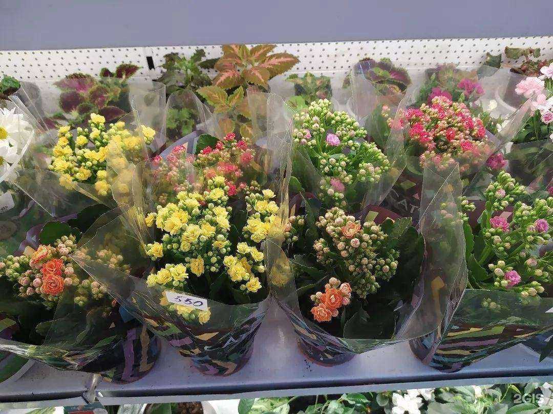 Отзывы на компанию Цветочный ряд в г. Якутск c фото