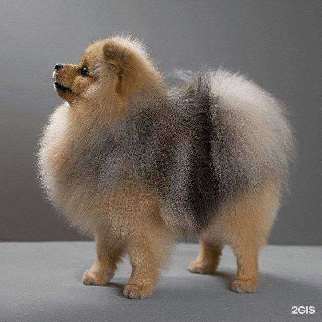 Отзывы на компанию Дог Стайл в Ярославле c фото