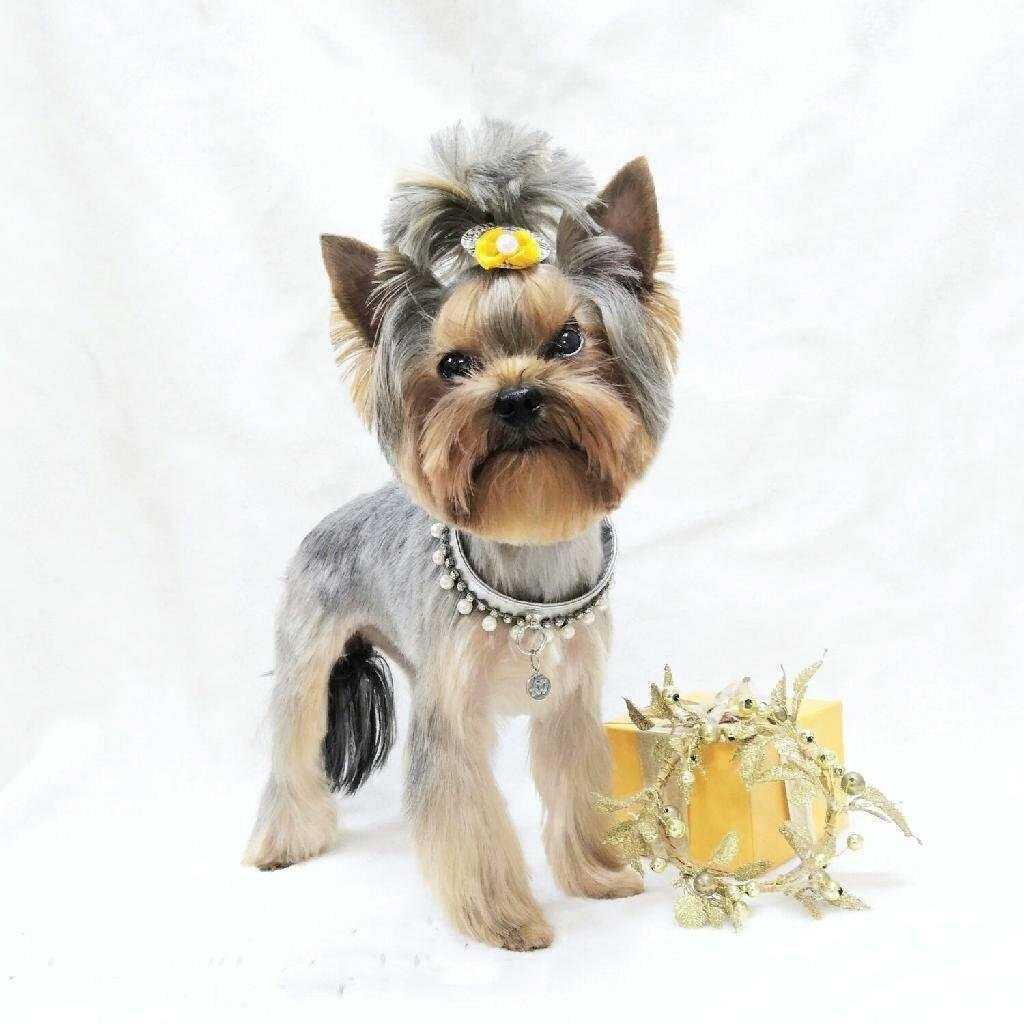 Отзывы на компанию Дог Стиль в Красноярске c фото