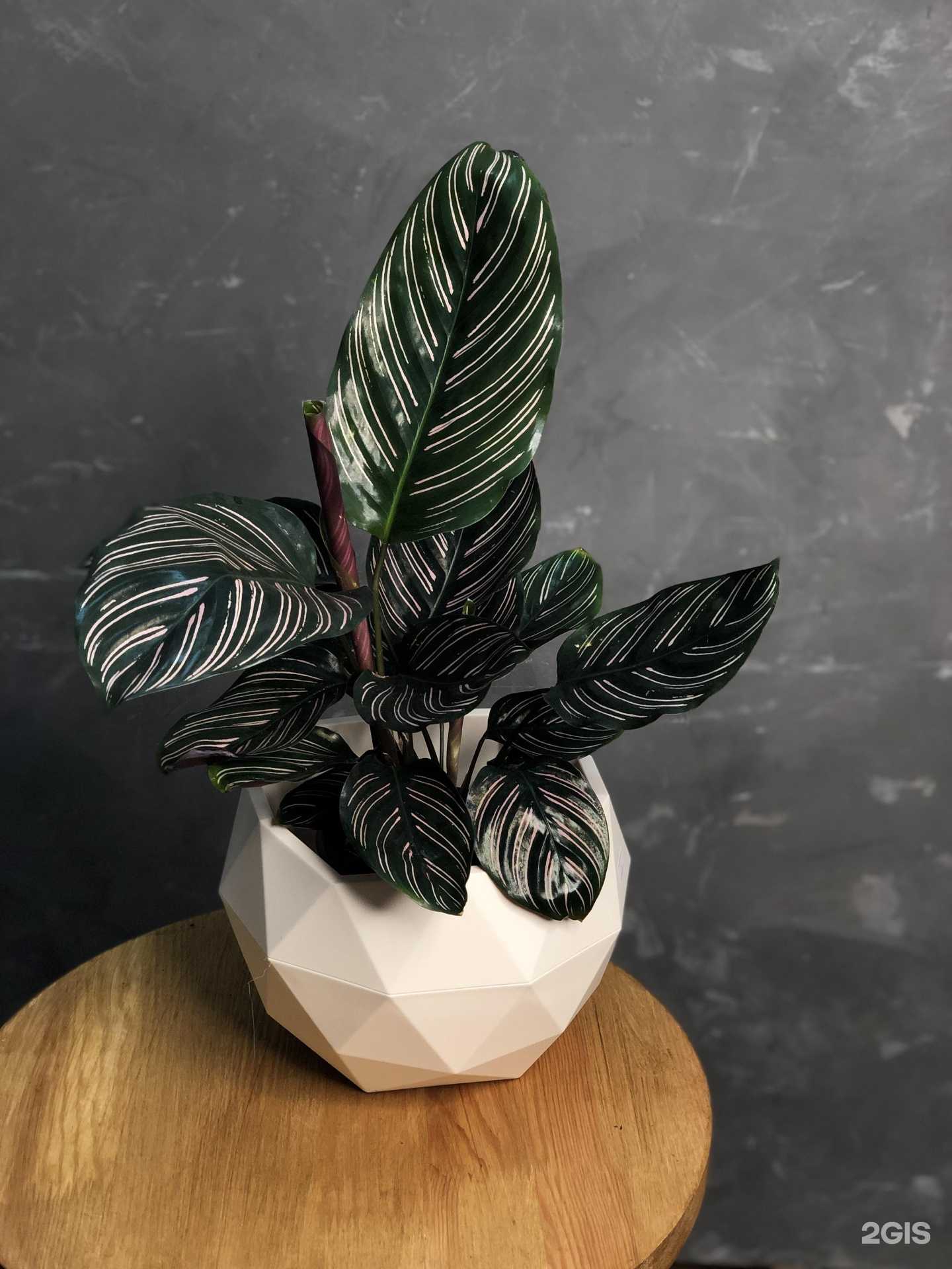 Отзывы на компанию Клевер в г. Анапа c фото