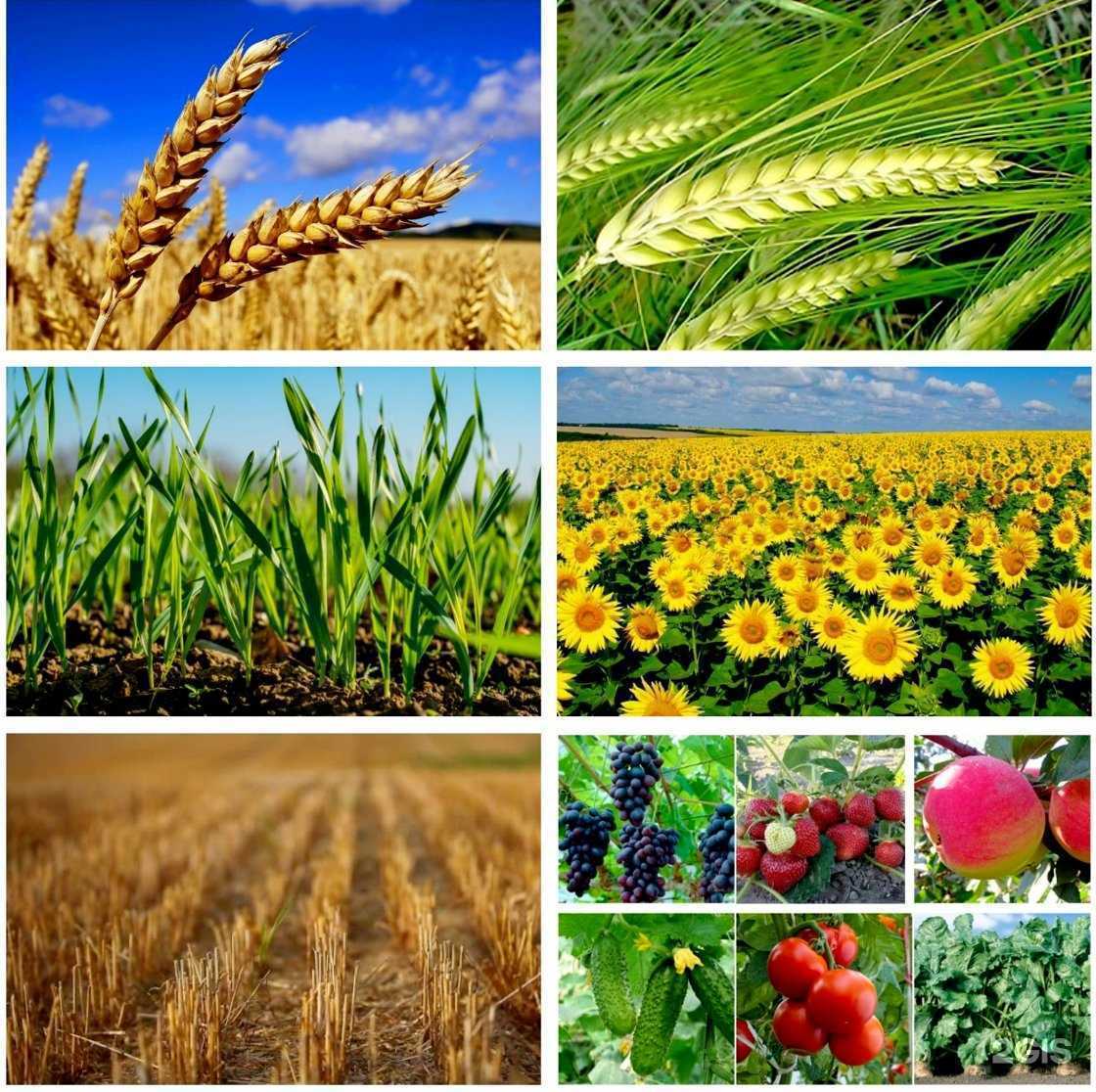 Отзывы на компанию Агротехнологии в Курске c фото